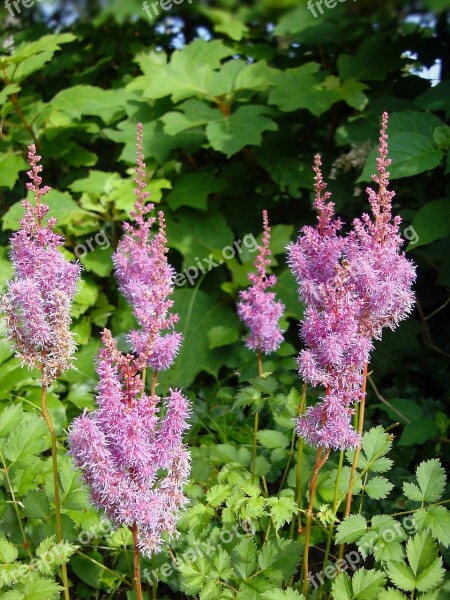 Astilbe Flowers Pink False Goats Beard False Spirea