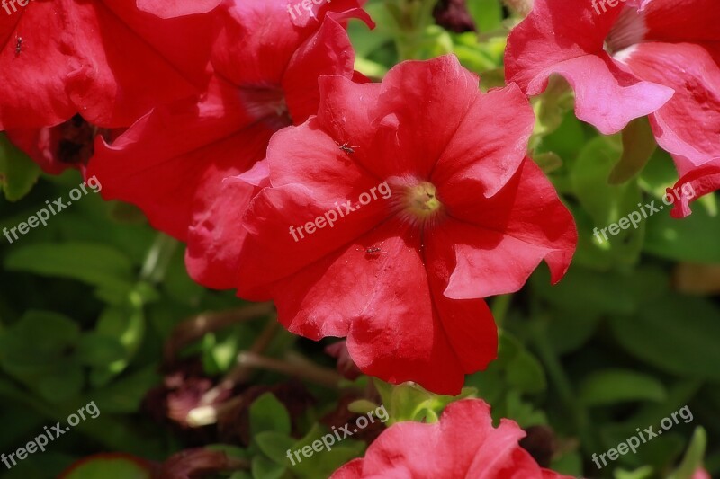 Flower Red Petunia Red Flower Plant