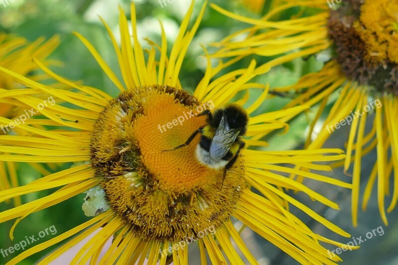 Inula Lamiaceae Nature Macro Blossom