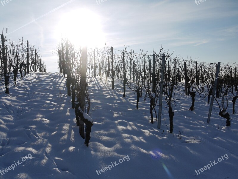 Vineyard Winter Snow Backlighting Wintry