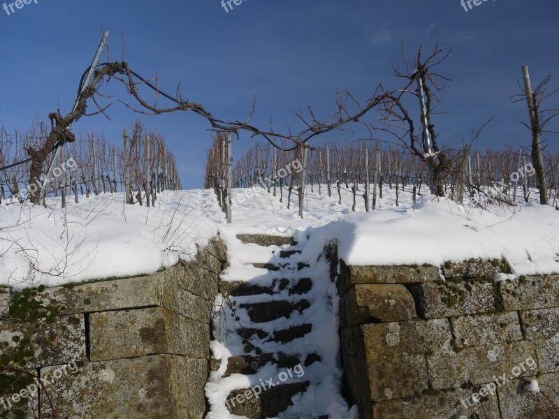 Vineyard Winter Snow Wintry Dream Day