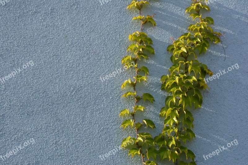 Blue Green Wall Wine Entwine