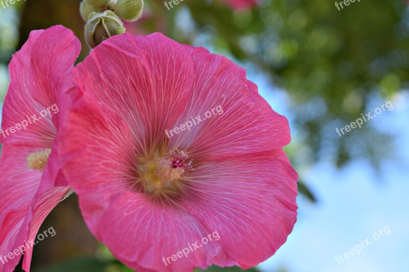 Flowers Pink Pink Flowers Petunia Garden Plant