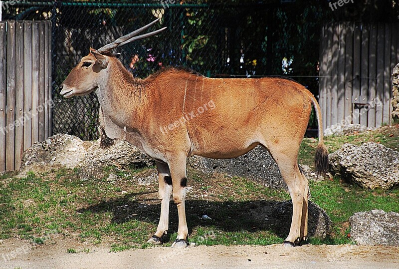 Antelope Zoo Common Eland Horn Animal Free Photos