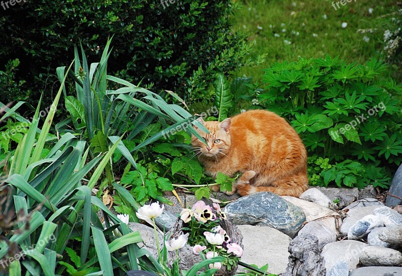 Cat Lurking Domestic Cat Hidden Free Photos