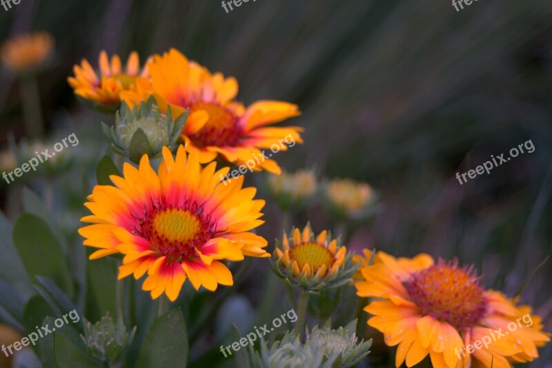 Yellow Flower Astra Tiny Aster