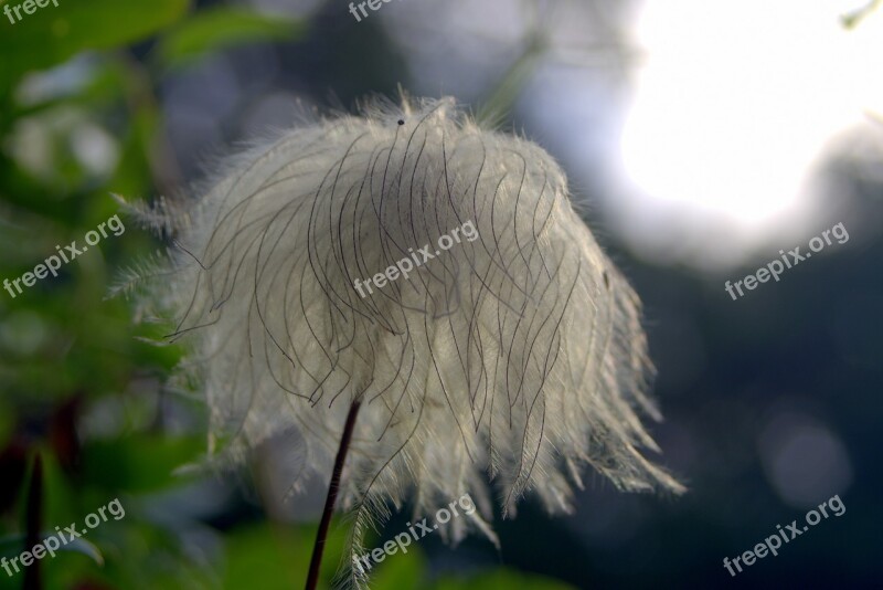 Flower Unusual Exotic Pen Disheveled