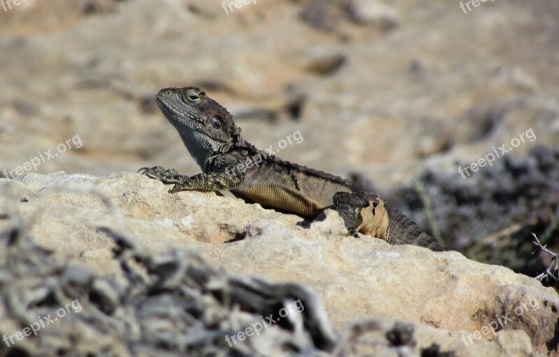 Cyprus Lizard Kurkutas Reptile Fauna