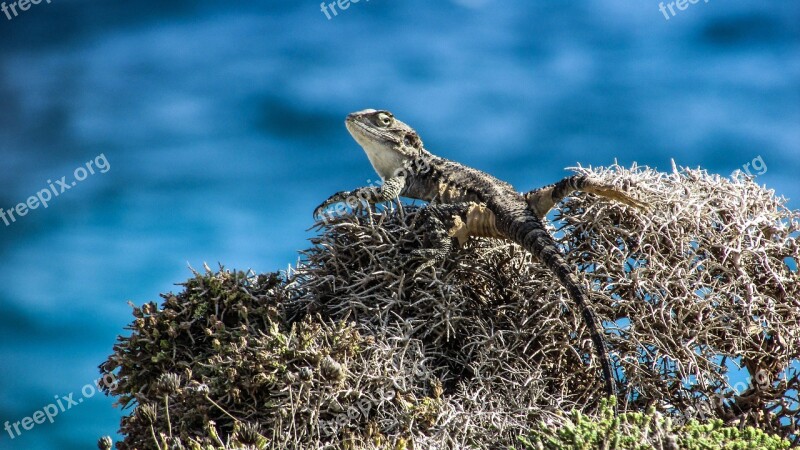 Cyprus Lizard Kurkutas Reptile Fauna