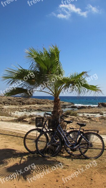 Bicycle Palm Tree Nature Activity Summer