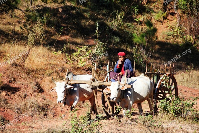 Oxcart Man Swot Up Cart Free Photos