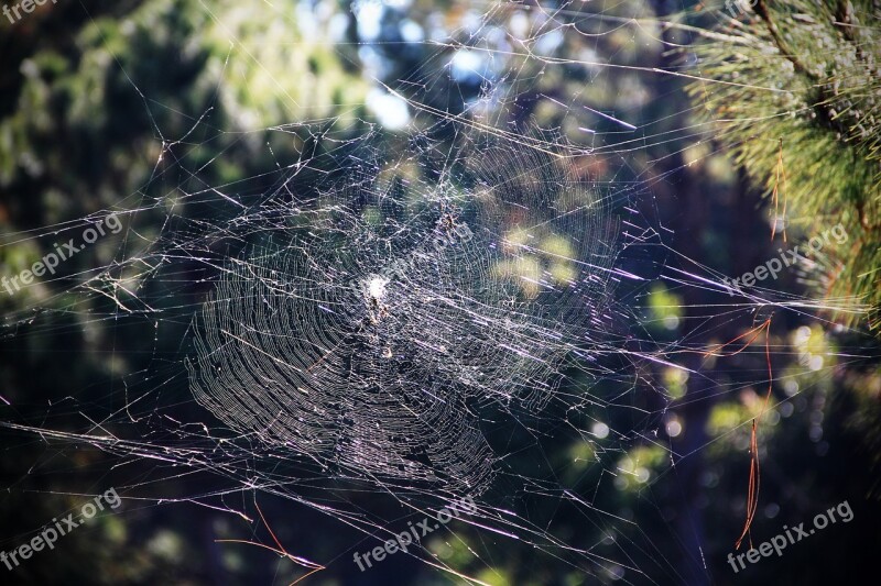 Cobweb Threads Stretched Free Photos