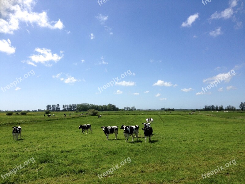 Cows Black And White Pasture Cow Cattle