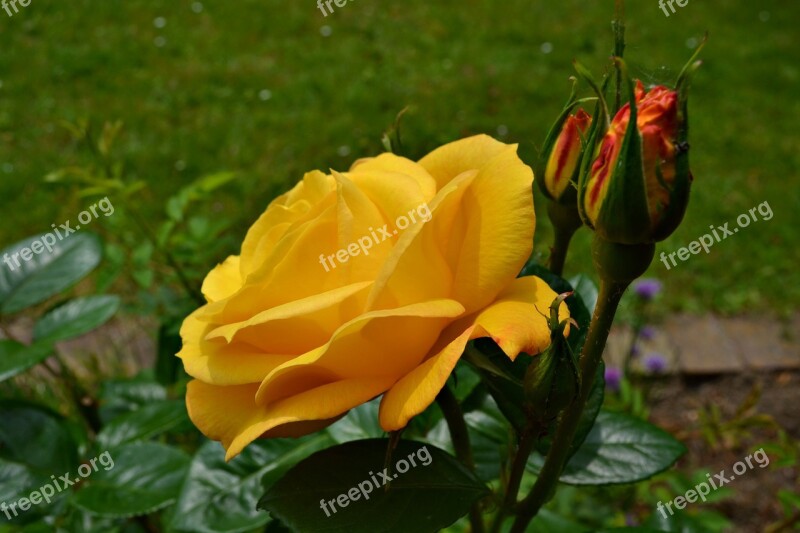 Nature Garden Flowers Yellow Roses