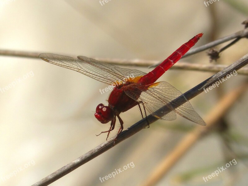 Red Dragonfly Wetland Stem Dragonfly Winged Insect