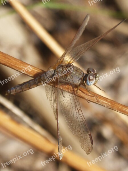 Dragonfly Winged Insect Grey Dragonfly Detail Stem