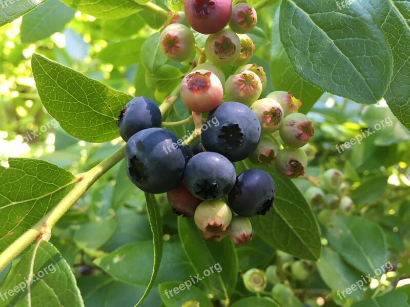 Blueberries Bush Sweet Heidelbeerstrauch Blueberry