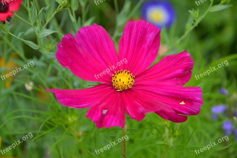 Colorful Variety Flowers Beautiful Diversity Summer