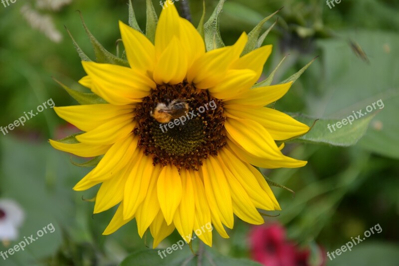 Colorful Variety Flowers Beautiful Diversity Summer