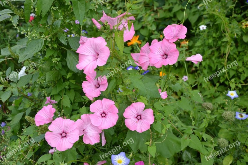 Colorful Variety Flowers Beautiful Diversity Summer