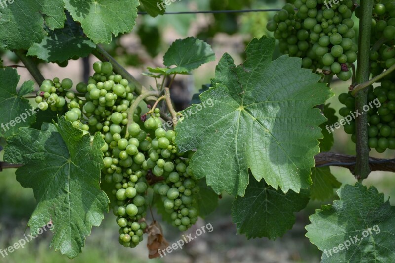 Wine Vine Grapes Vines Grapevine