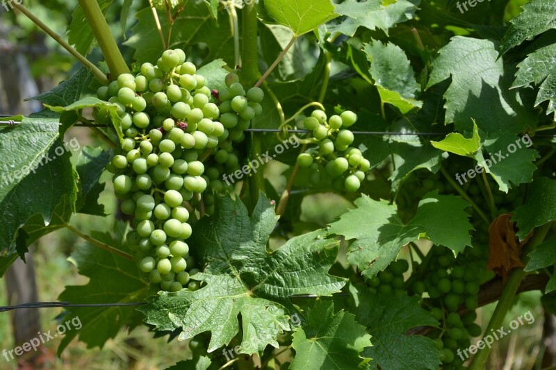 Wine Vine Grapes Vines Grapevine