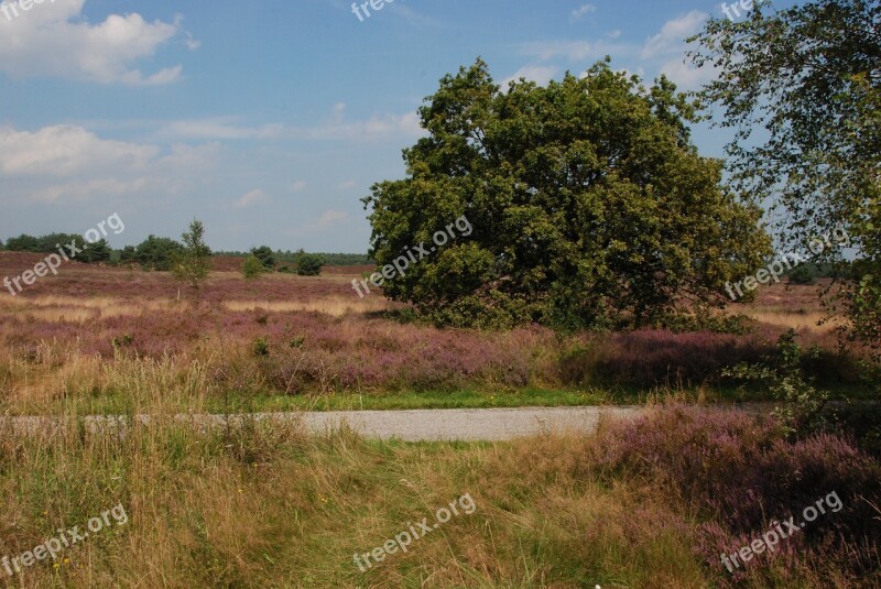 Heide Bloom Veluwe Path Road