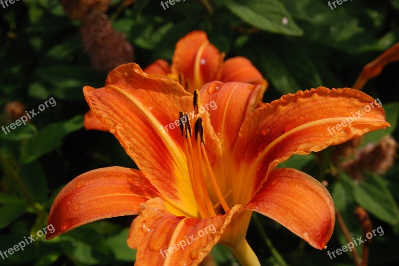 Lily Flower Flora Pestle Orange