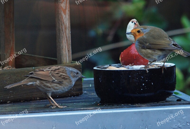 Robin Heggemus Winter Forage Food