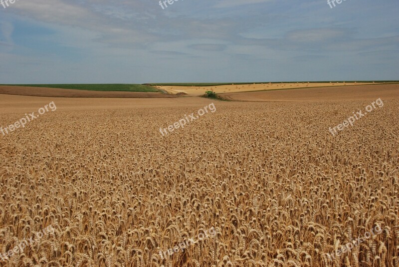 Grain Agriculture Agricultural Field Harvest