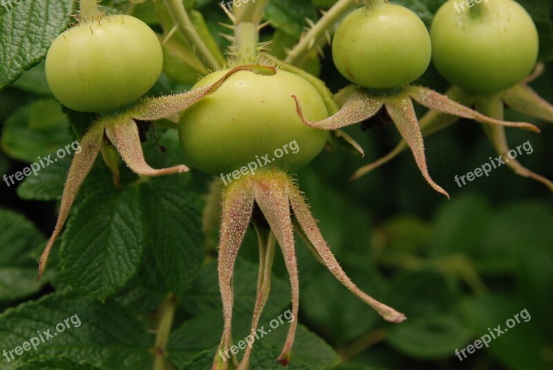 Brier Fruit Rose Plant Flora