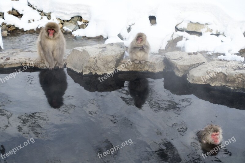 Snow Monkeys Macaque Primate Snow Japan