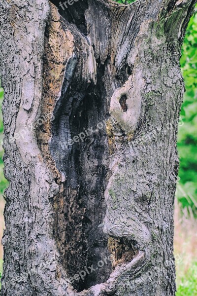 Log Tribe Morsch Hollowed Out Landscape