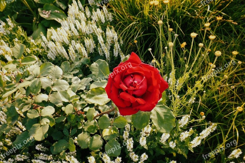 Rose Red Flower Bed Garden Blossom