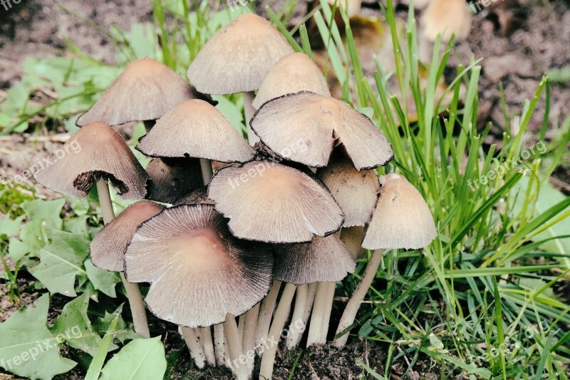 Mushrooms Forest Nature Forest Floor Moist