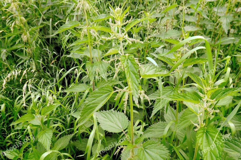 Summer Meadow Nettles High Grass Green Free Photos