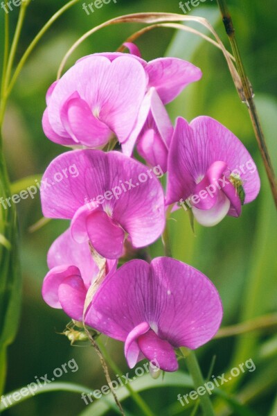 Vetch Wild Vetch Pink Bloom Plant