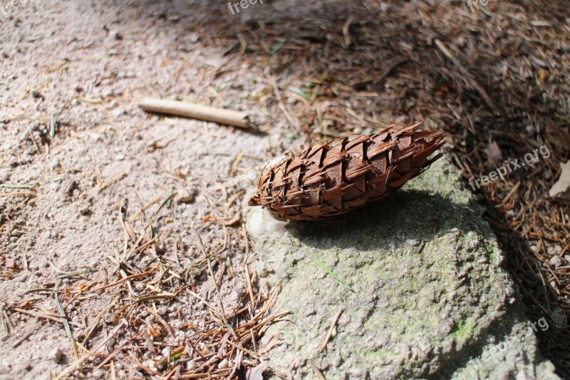 Pine Cones Forest Forest Path Hiking Wanderlust