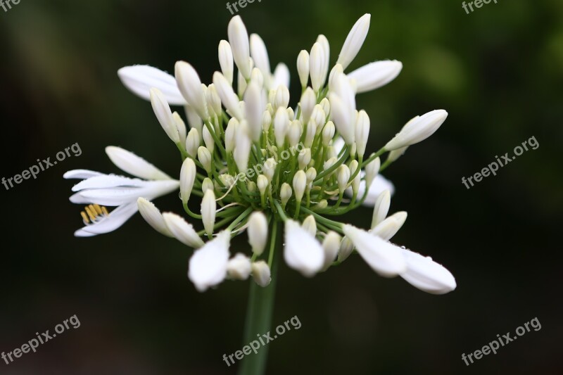 Flower Ramson Spice Spring Food