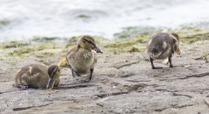 Ducklings Chicks Water Cute Animal Children