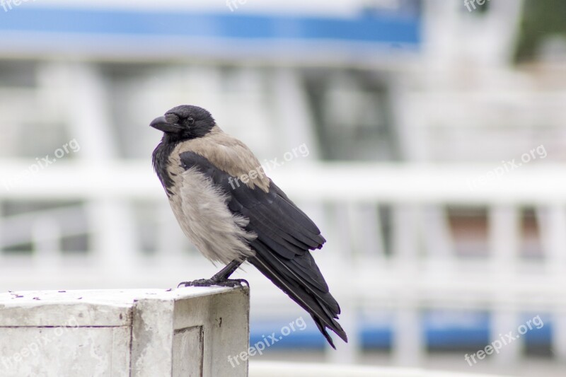 Crow Bird Raven Bird Nature Wind