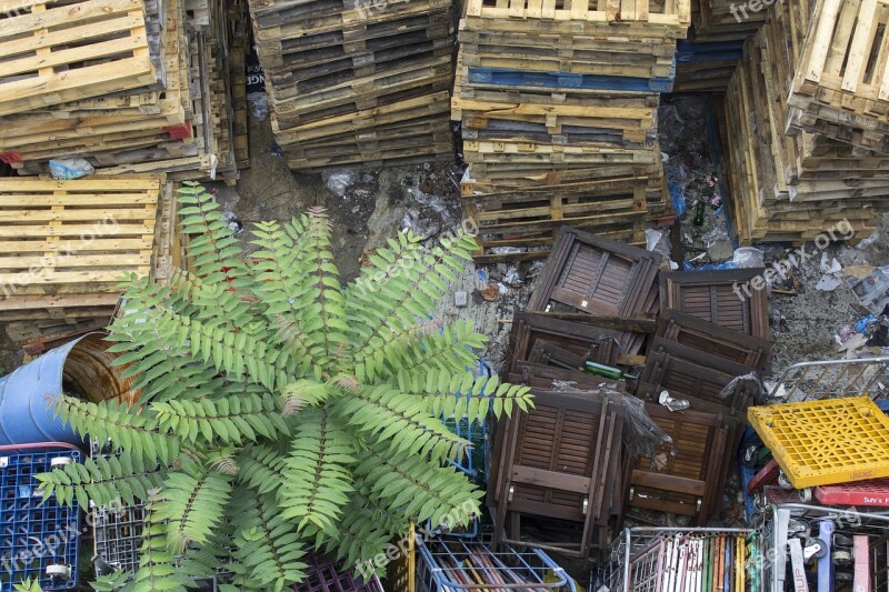 Garbage Waste Wood Plant Abstract