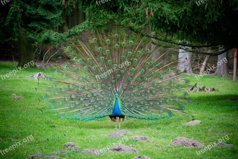 Blue Peacock Balz Spring Crown Pheasant-like Ornamental Birds