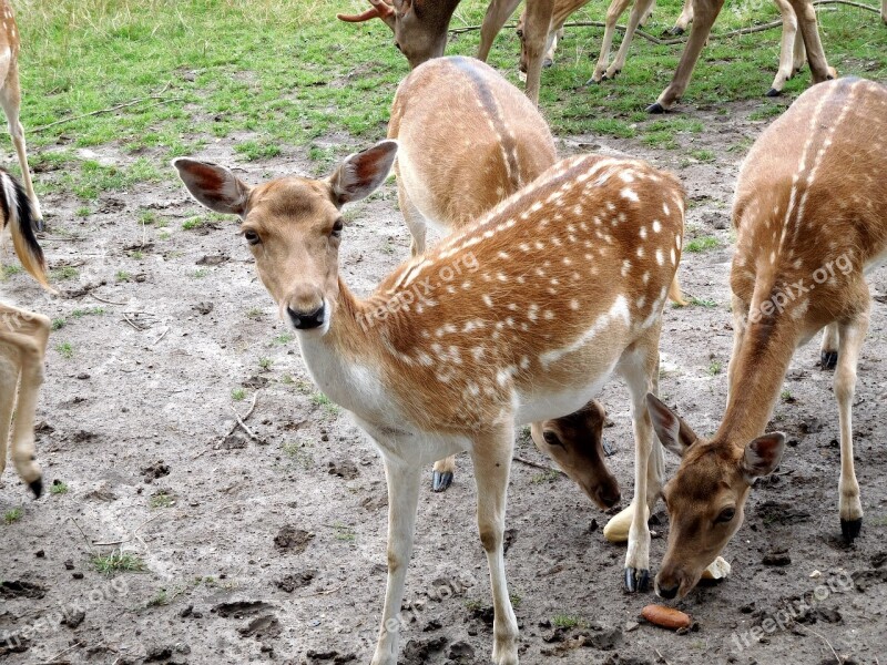 Deer Damm Wild Wild Nature Animal World