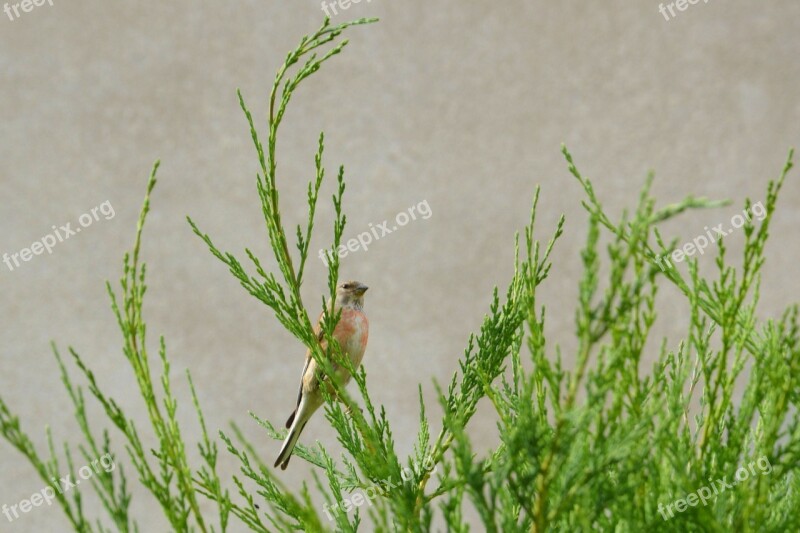 Linnet Flax Fink Bird Hedge Conifer