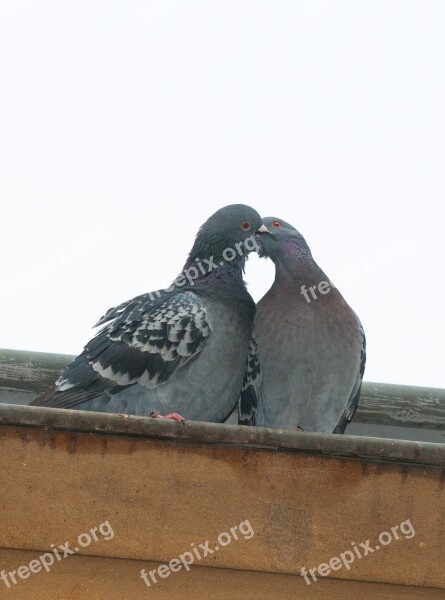 Pigeon Love Heart Valentin Couple