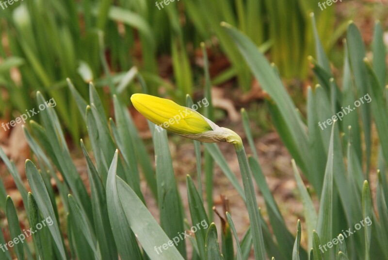 Narcis Button Flower Flora Spring