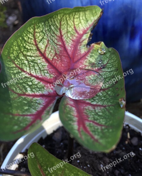 Water Droplet Droplet Caladium Dew Rain