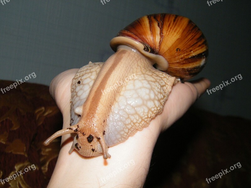 Snail Achatina Slugs Snails Free Photos