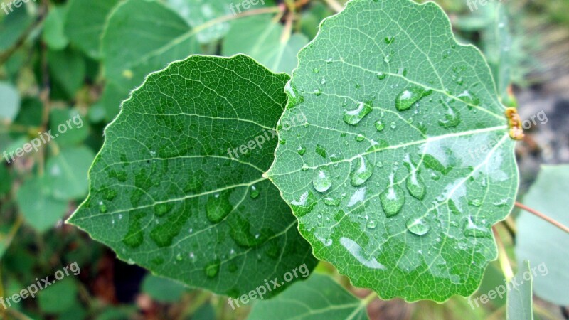 Nature Summer Forest Baikal Leaves